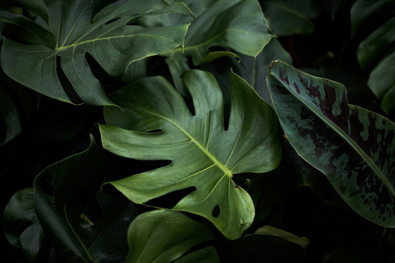Monstera leaves
