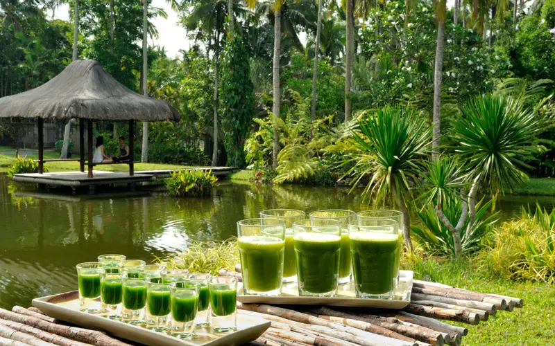 The Farm at San Benito Wheatgrass Destination Deluxe 1