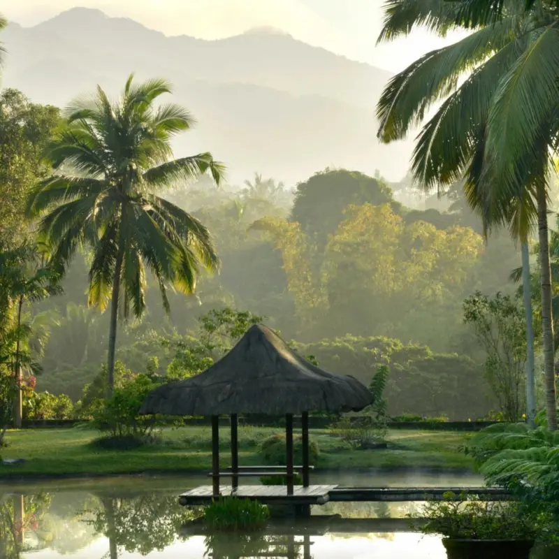 Forest jungle lake natural wonders 960x960